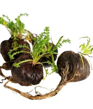 Black-Maca-Extract-Lepidium-meyenii-scaled-1-1024x845-1-r28k9eazhkdchyh02bg8lobbf36wthkdyv0hlafagc