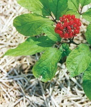 WhatsApp-Image-2025-02-12-at-7.17.15-PM-1-r1dgasv8nr93z7hccdsuhxkk4sf0o3jc0cb8mz7hrg