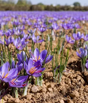 in-article-saffron-field-r28kunfm0pgr0jllyi6jzb8iyqfov3xw821q8iwtrg
