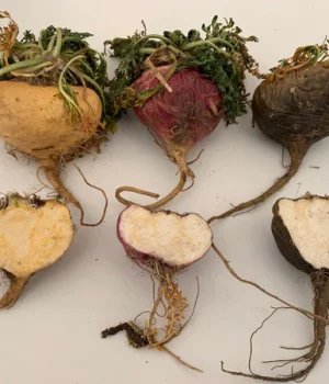 maca_grande-r28klm7gc13jfgq0plln0lb1feyovu2rncbq6sb1kc